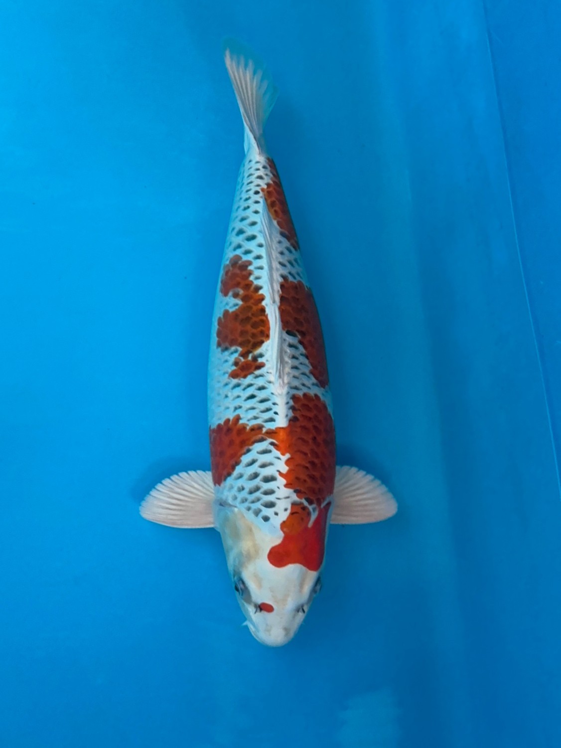 Juara 1