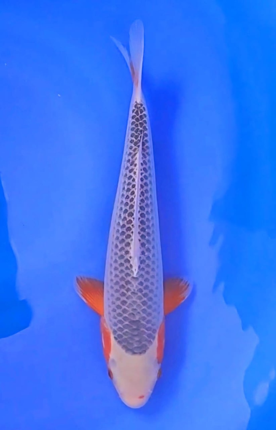 Juara 2
