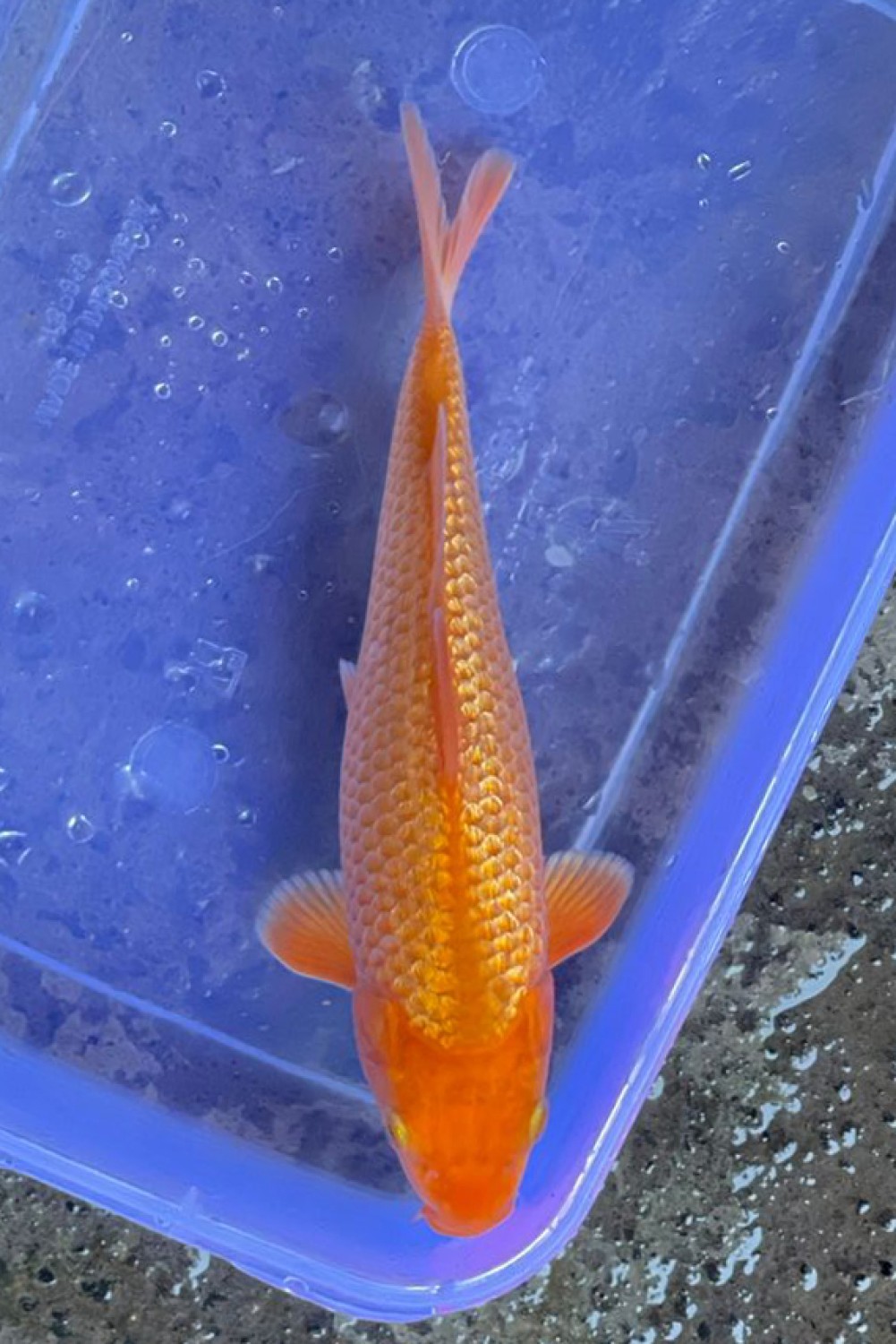 E. Kamboja Prize 16 - 20 cm