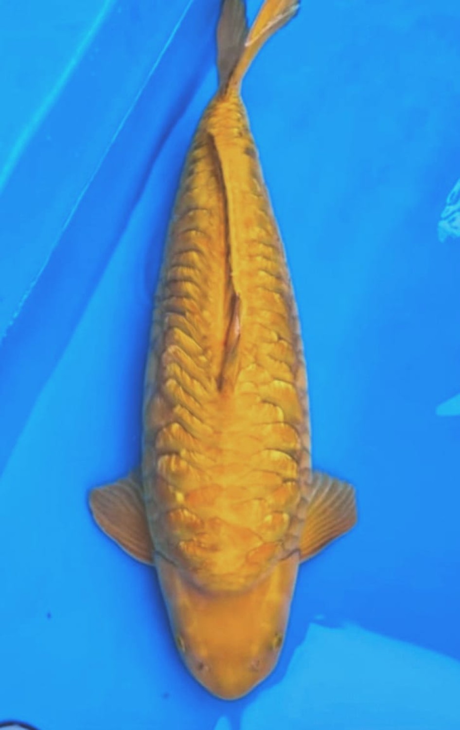 Juara 2