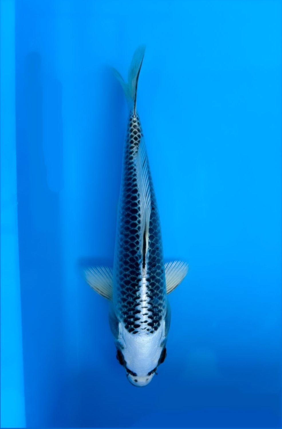 Juara 1
