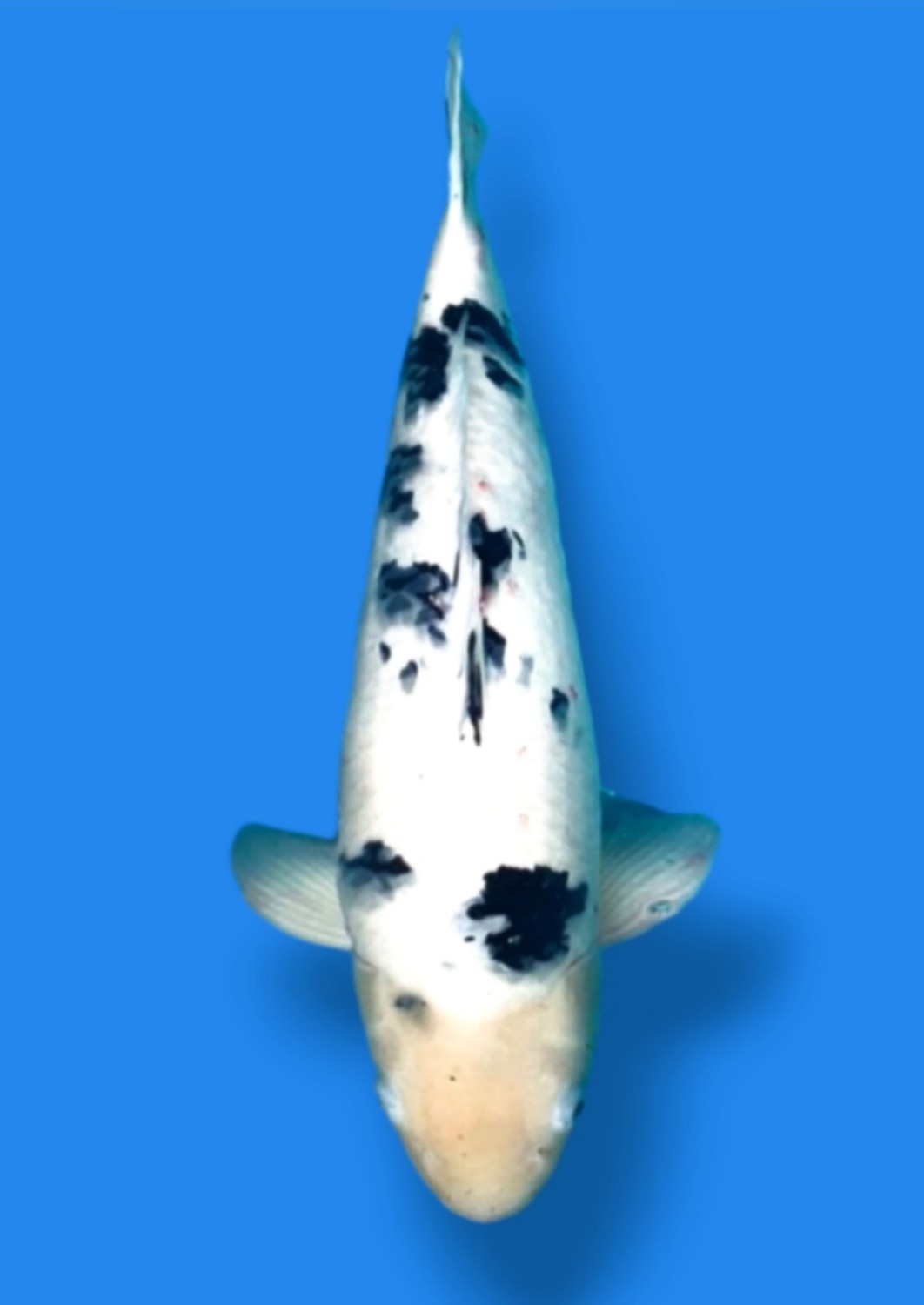 Juara 1