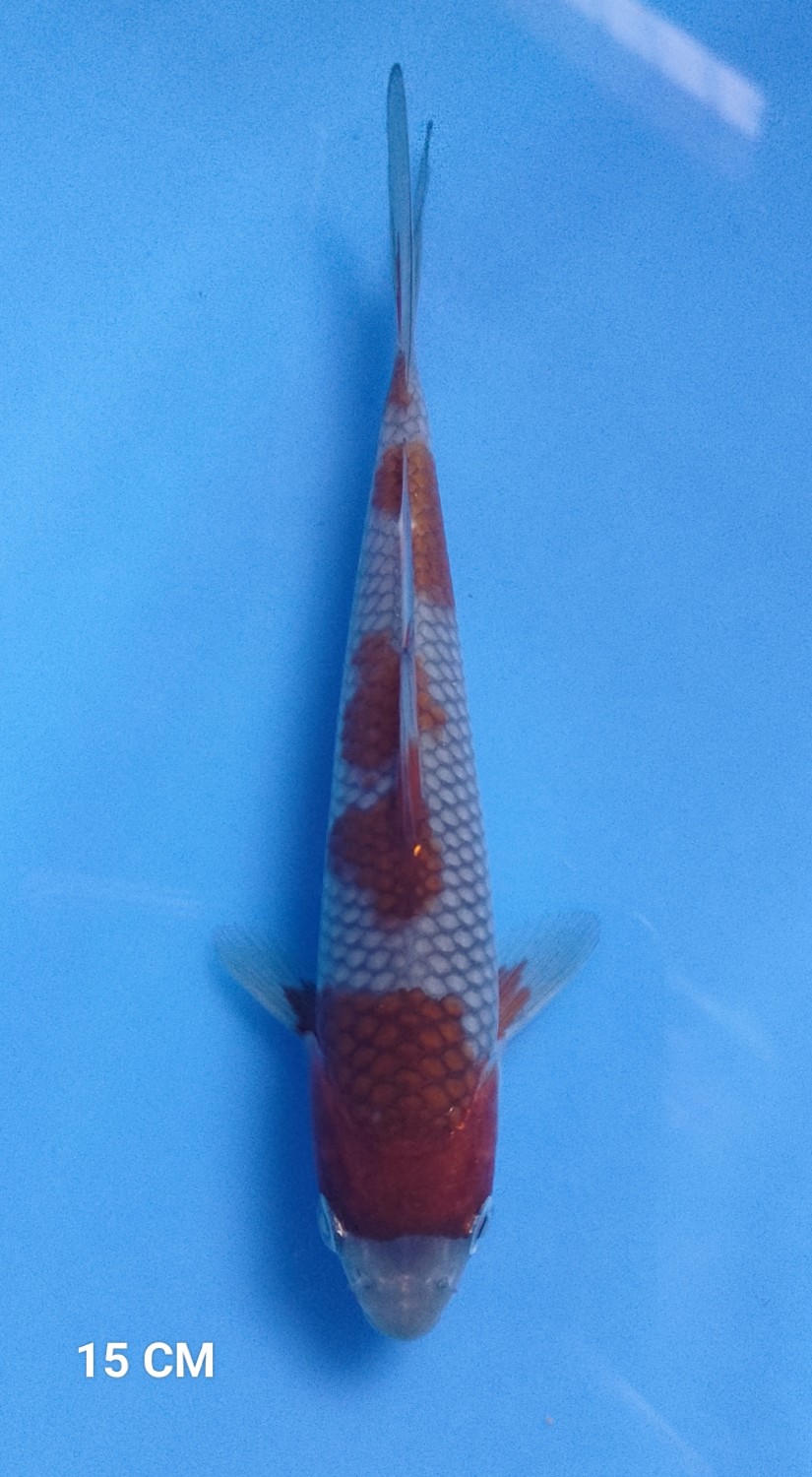 Juara 2