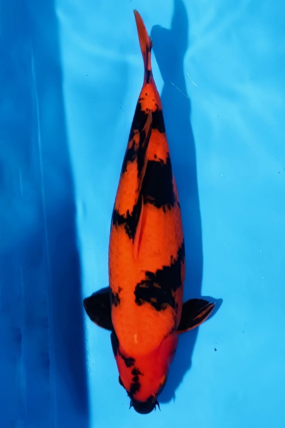 Juara 1
