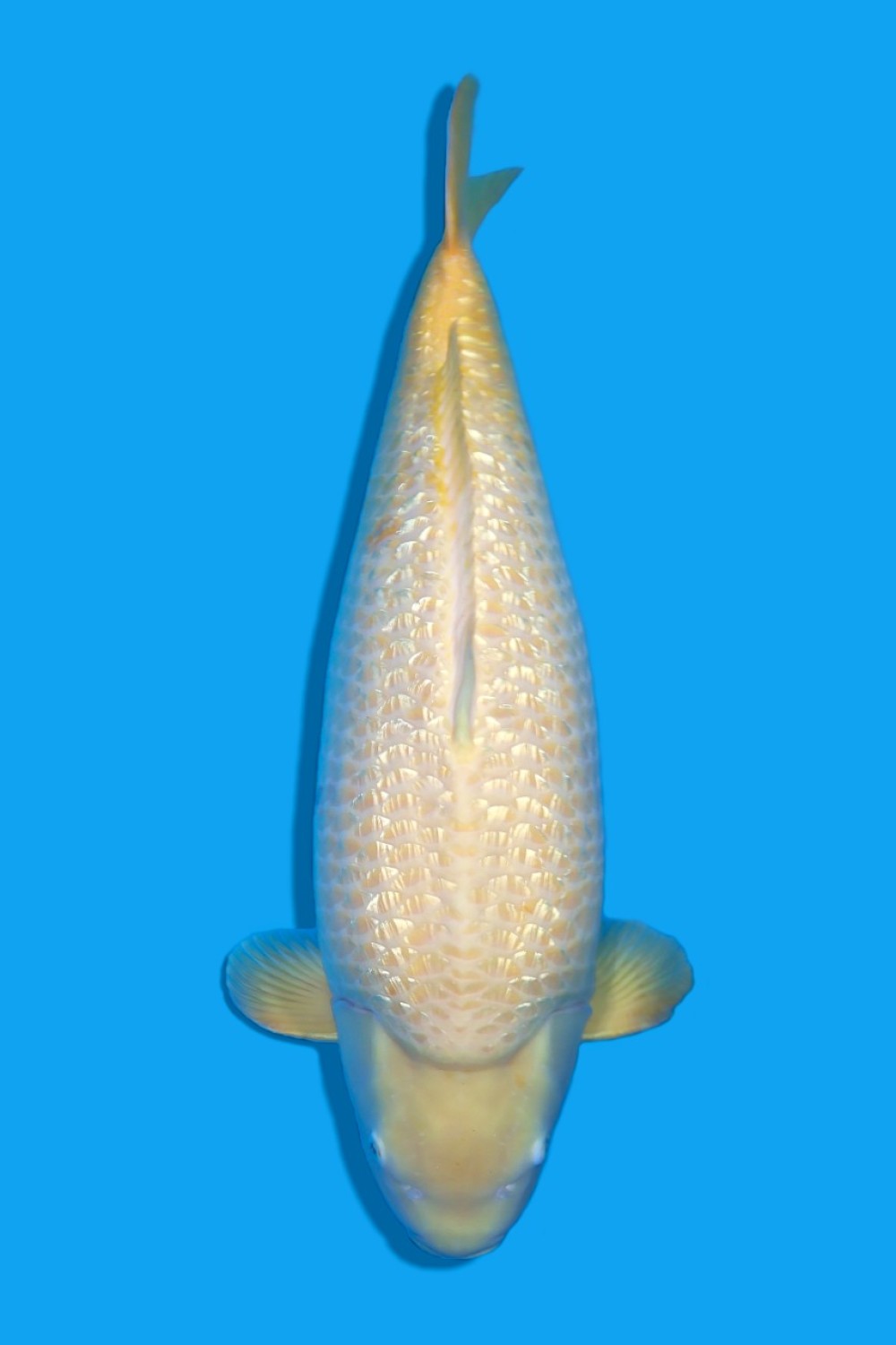 Juara 1