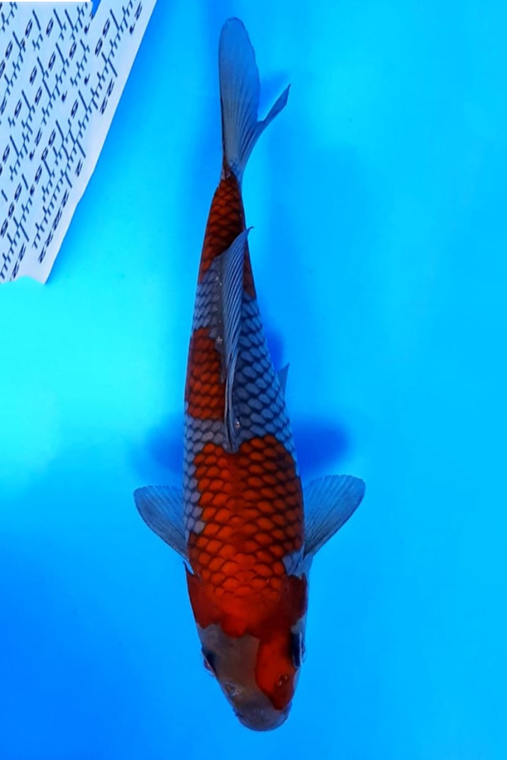 Juara 4