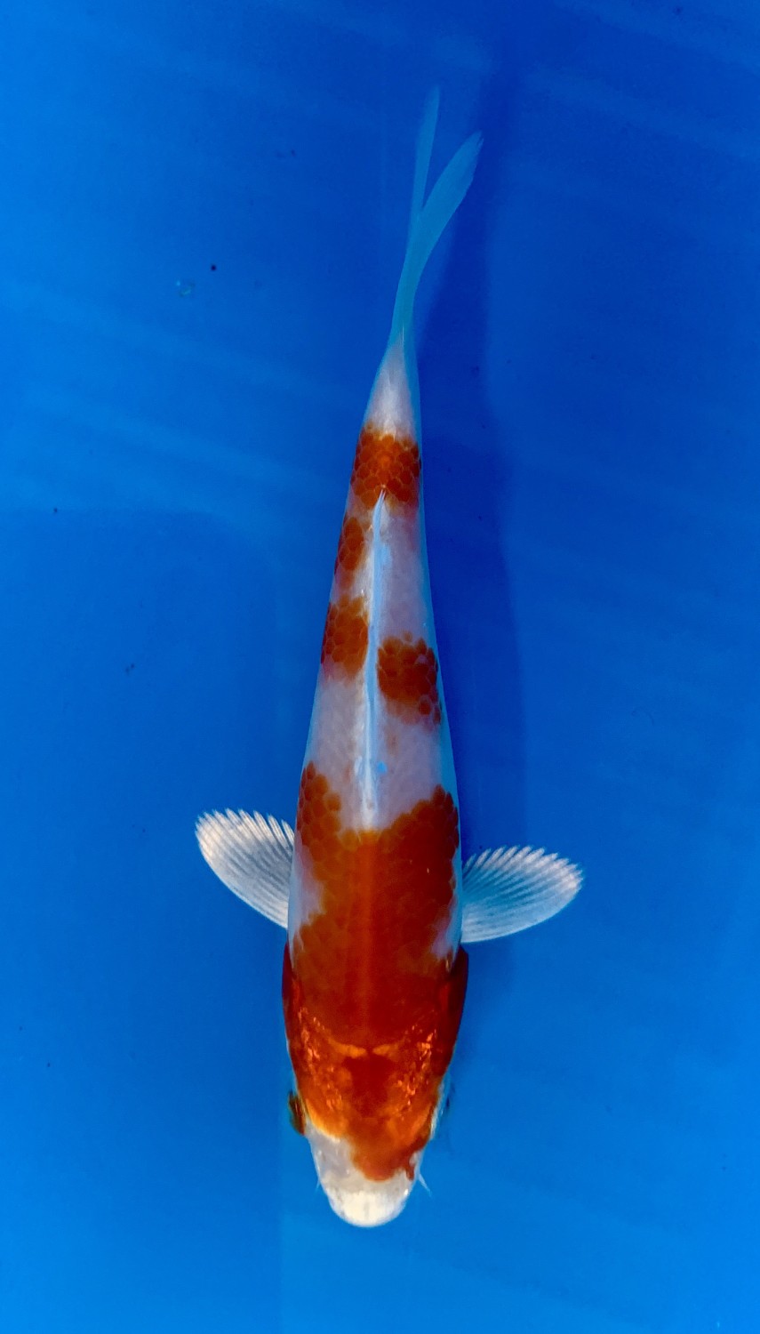Juara 1