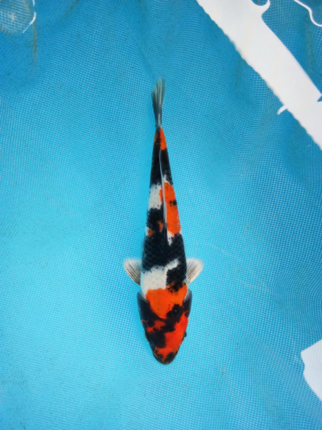 Juara 5