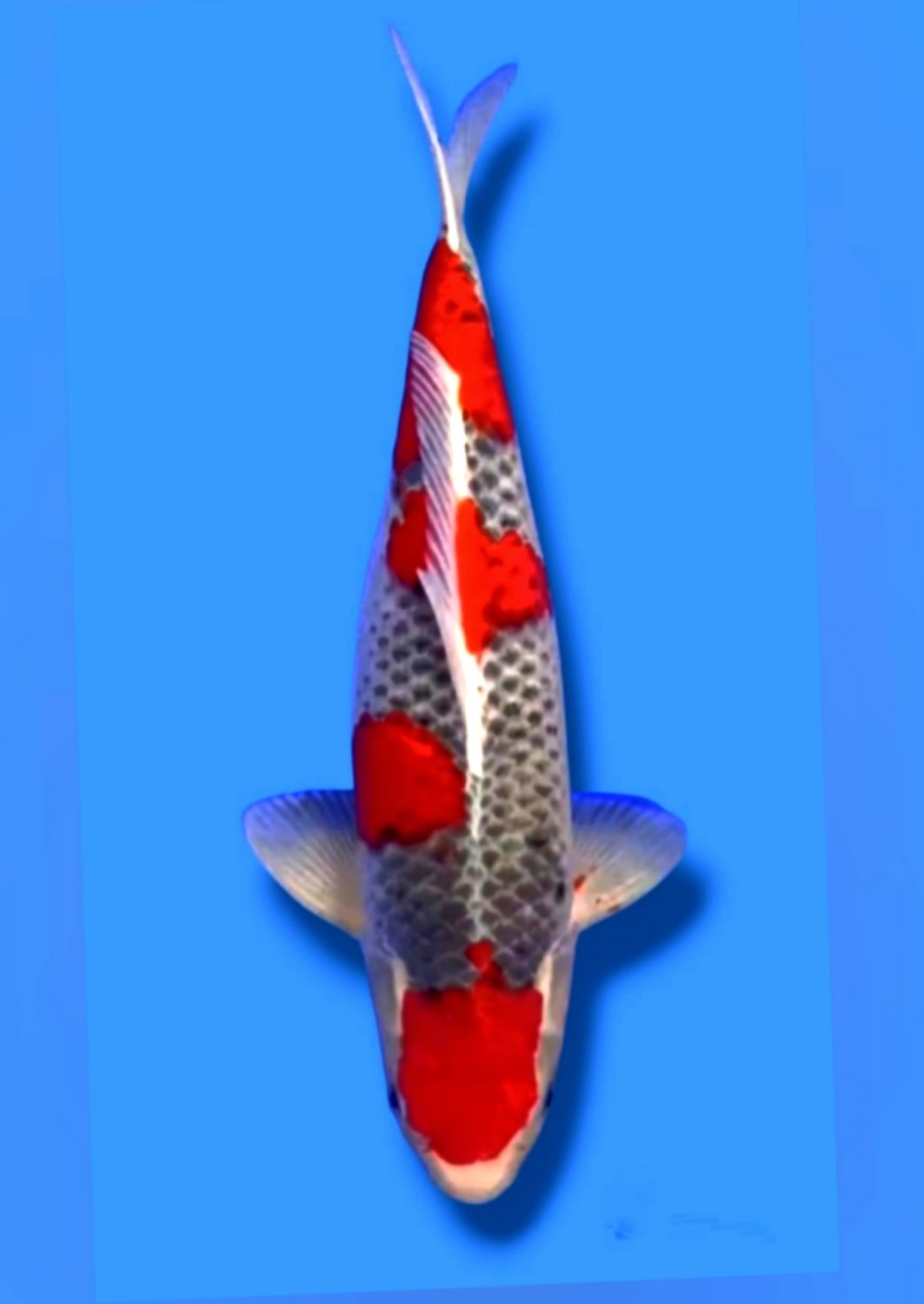 Juara 1