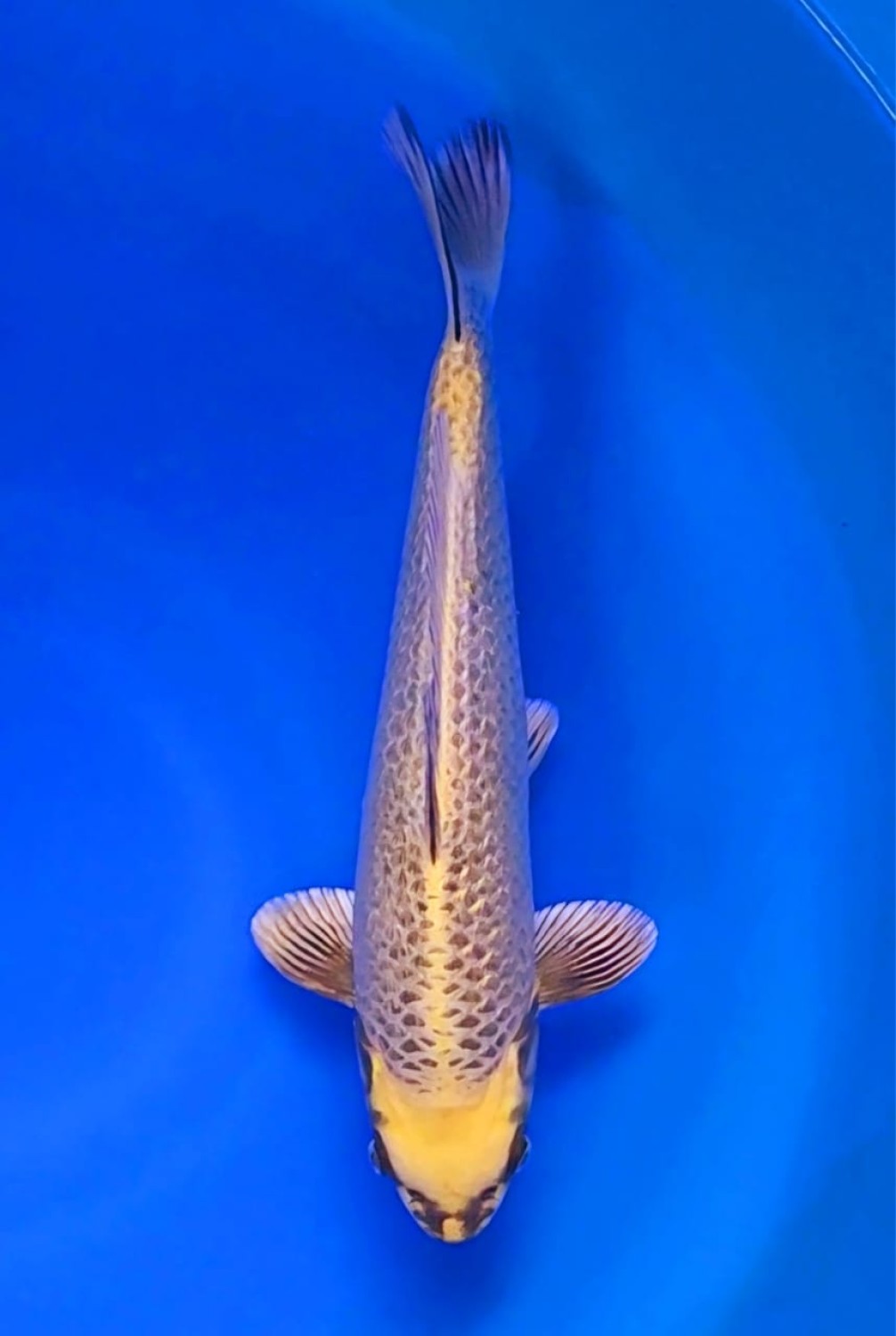 Juara 5