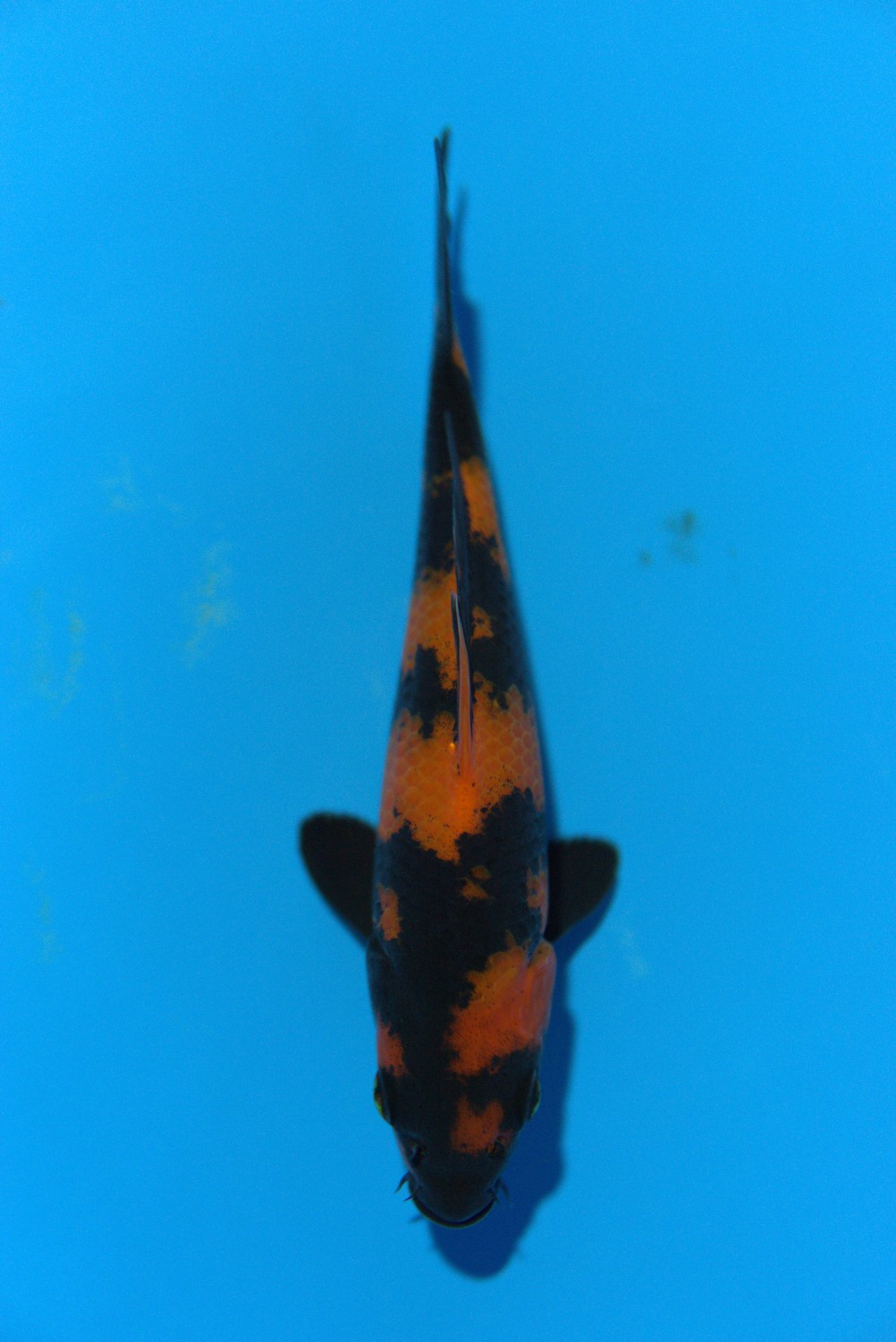 D. Cempaka Mini Champion