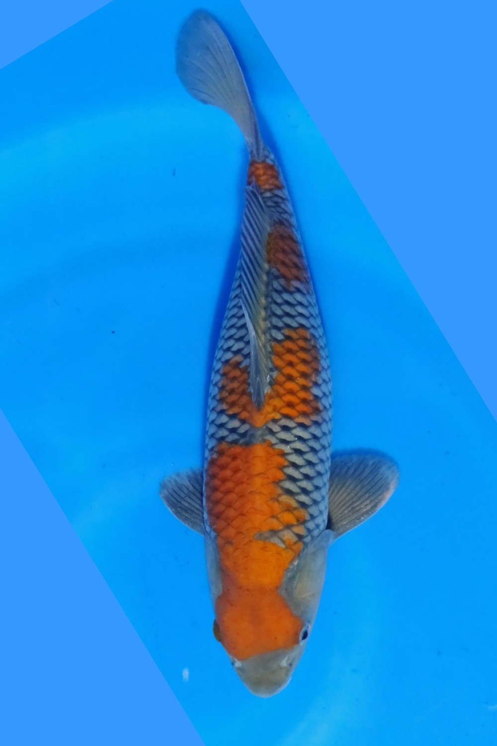 Juara 4