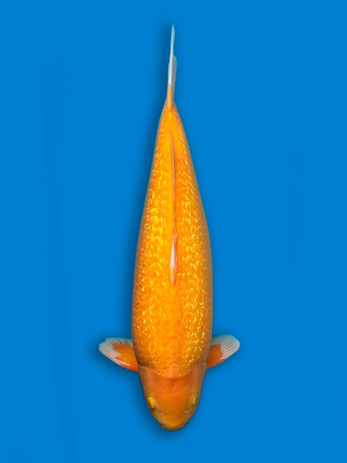 Juara 2