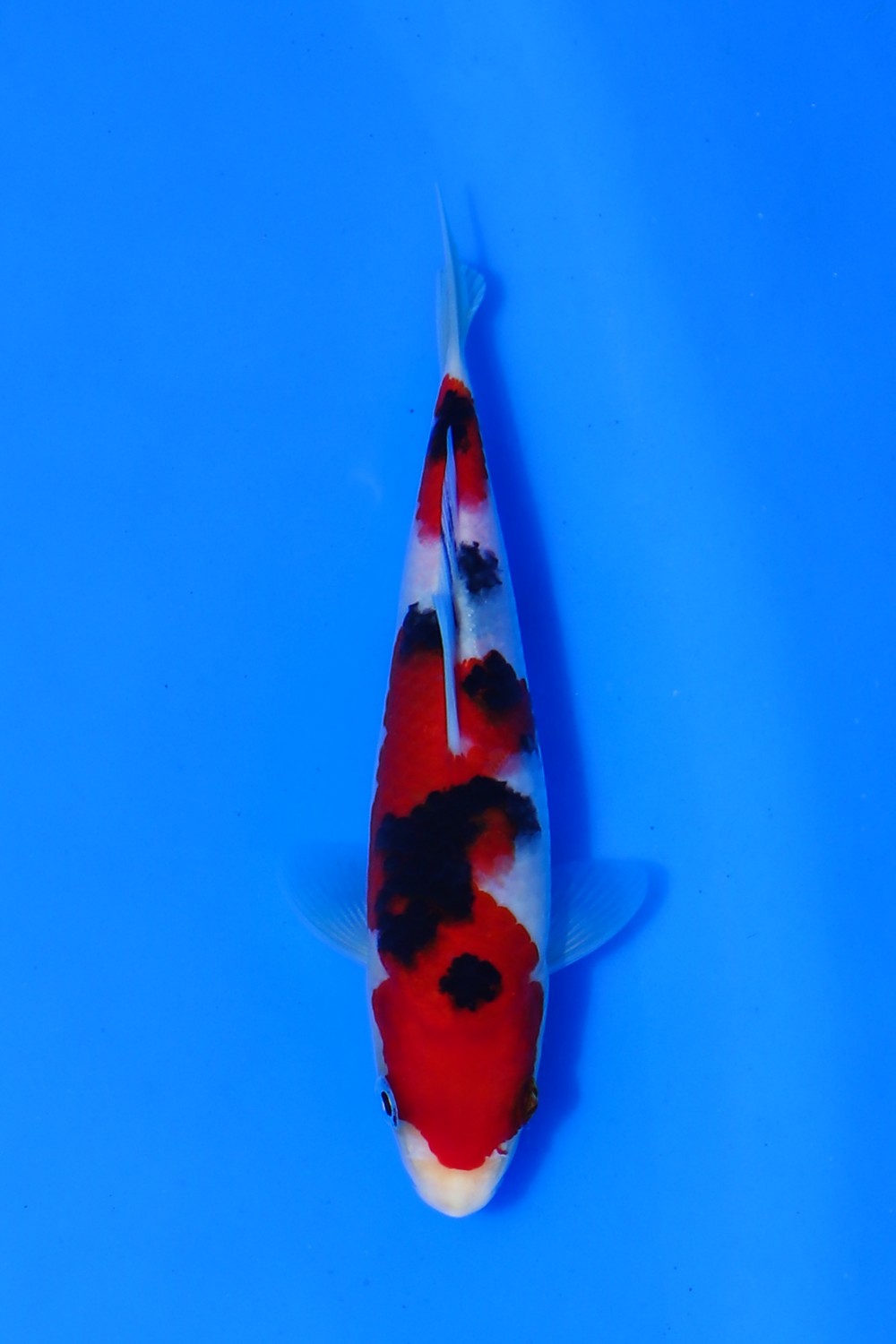 Juara 5