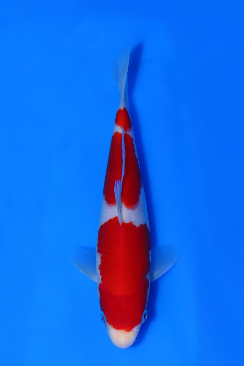 Juara 1