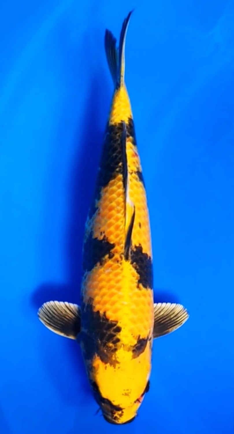 Juara 1