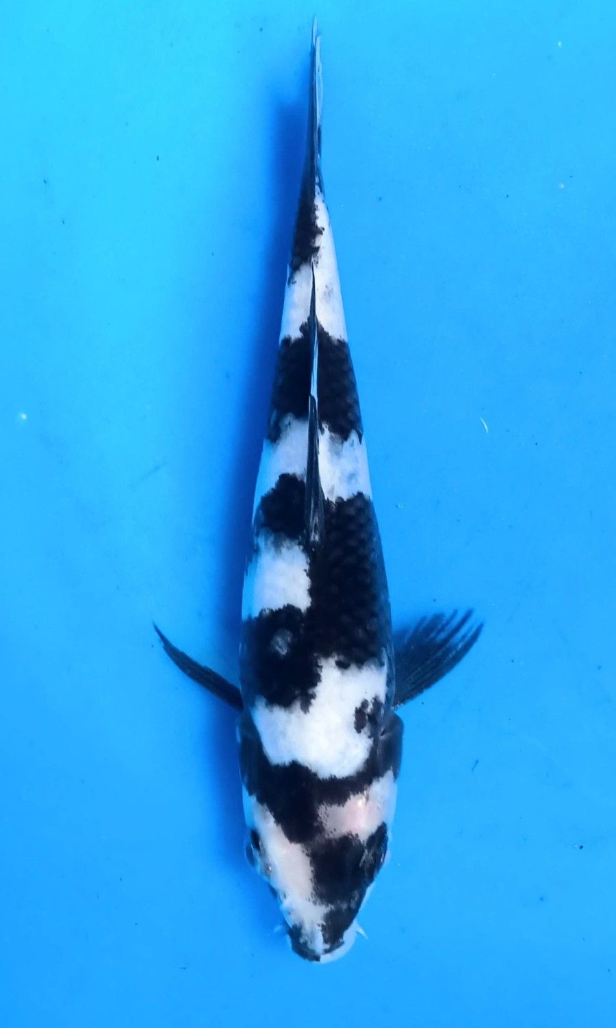 Juara 4
