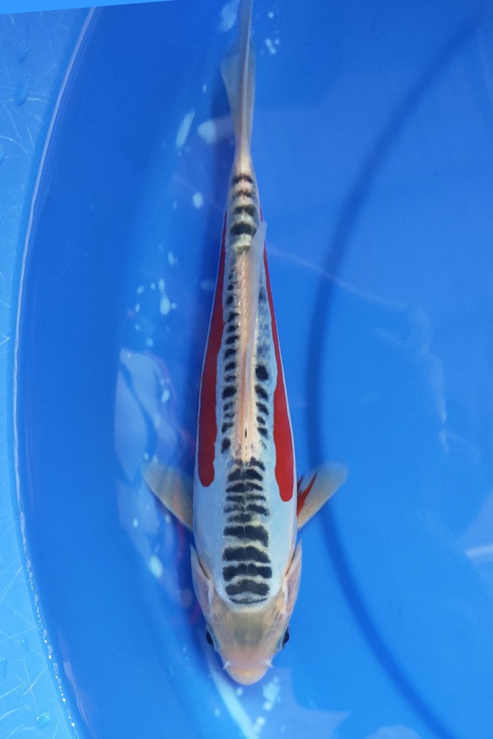 Juara 1