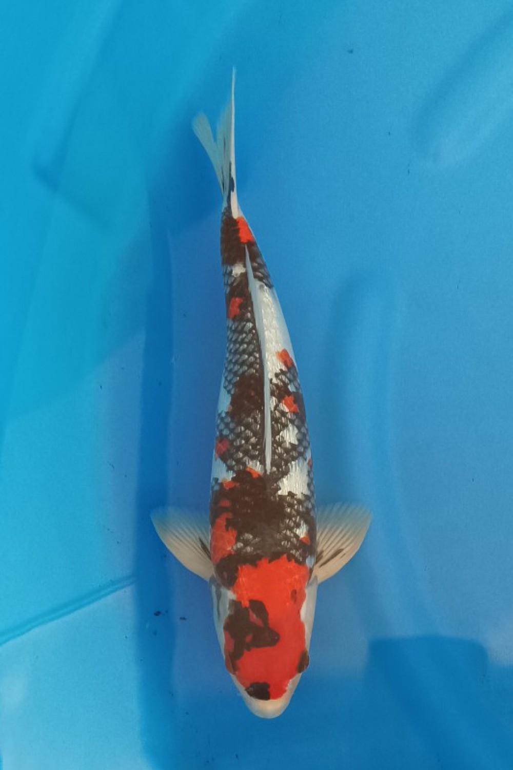 Juara 3