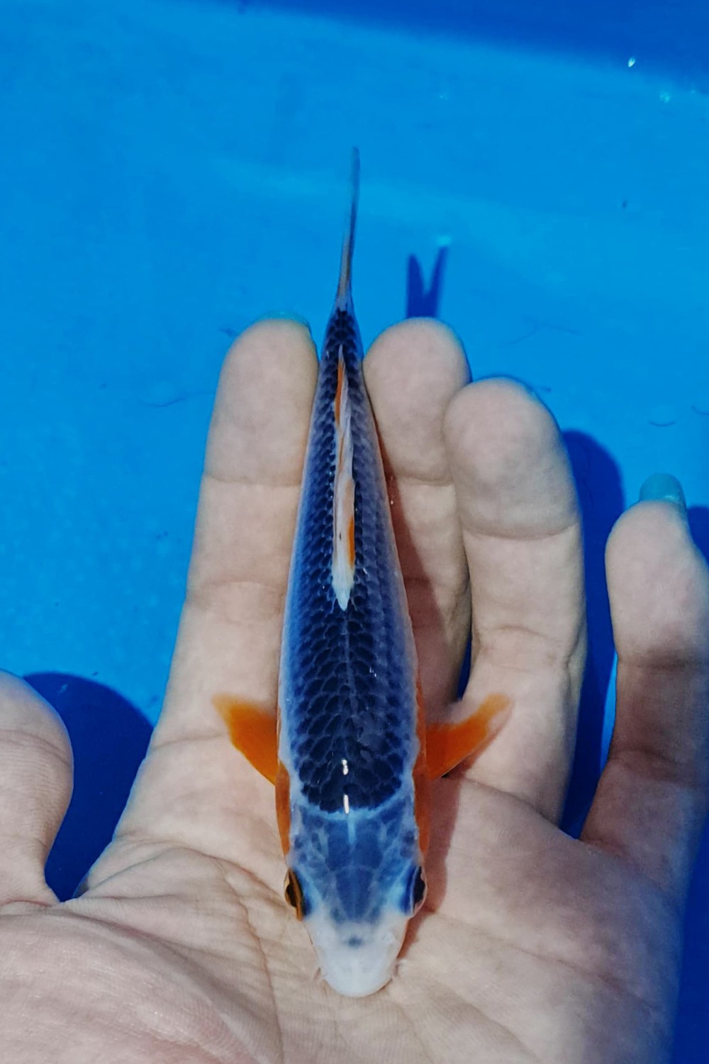 Juara 1