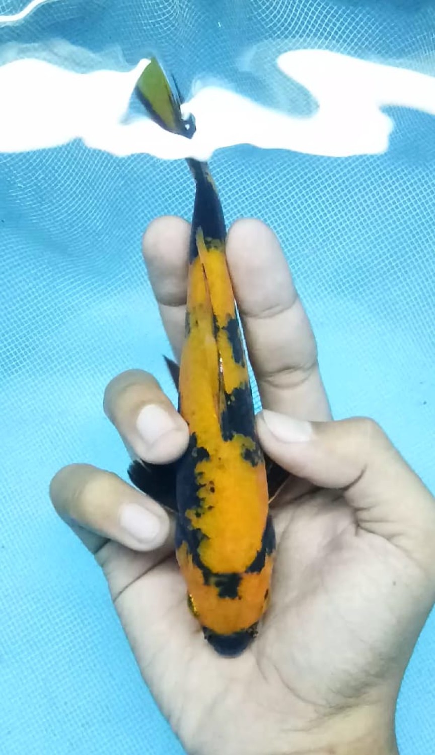 Juara 4