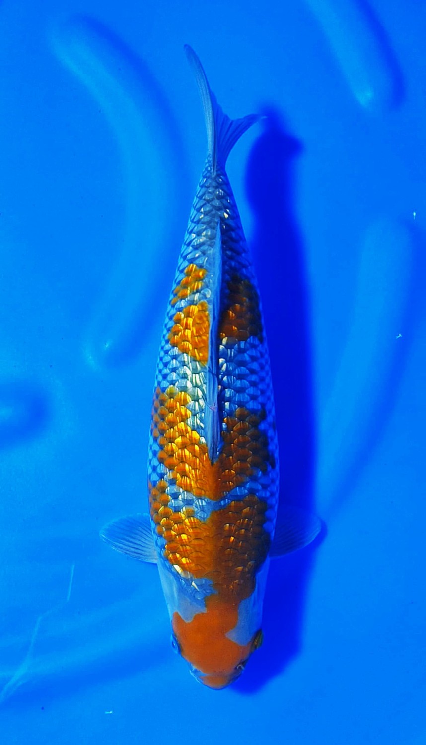 Juara 4