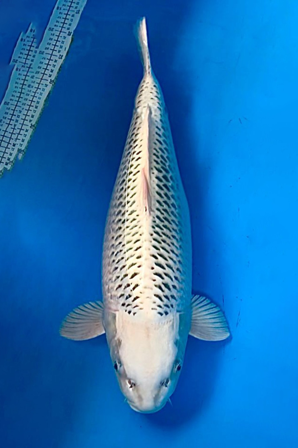 Juara 1