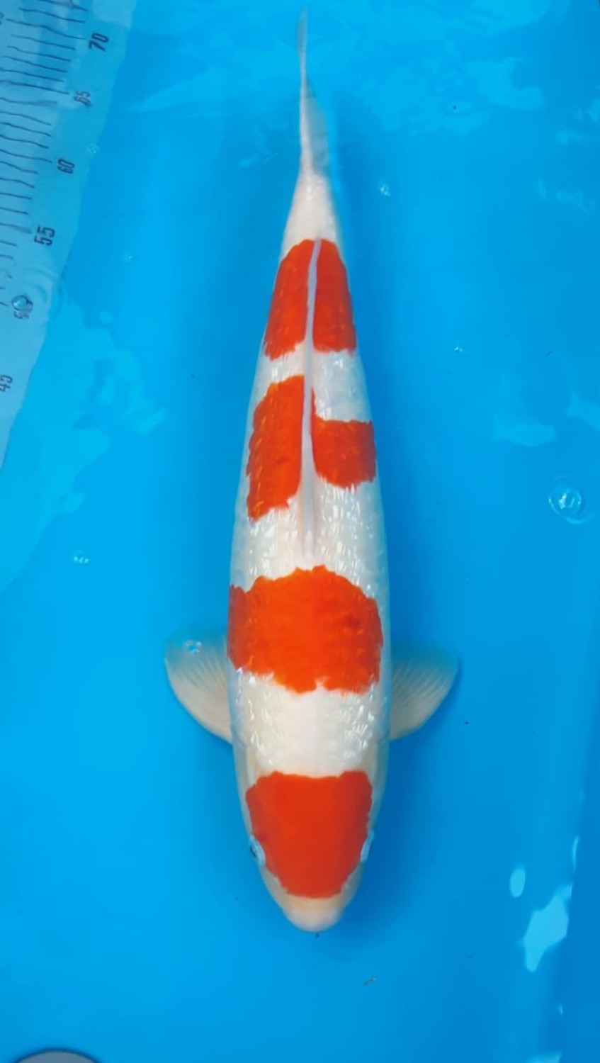 Juara 1