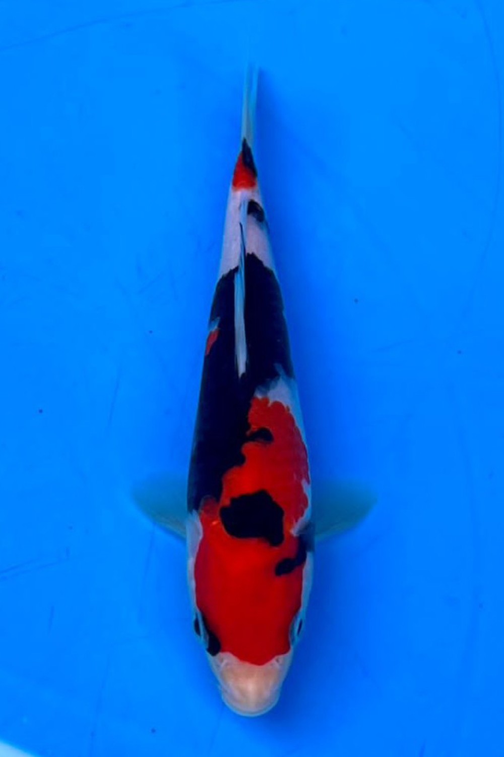 Juara 1