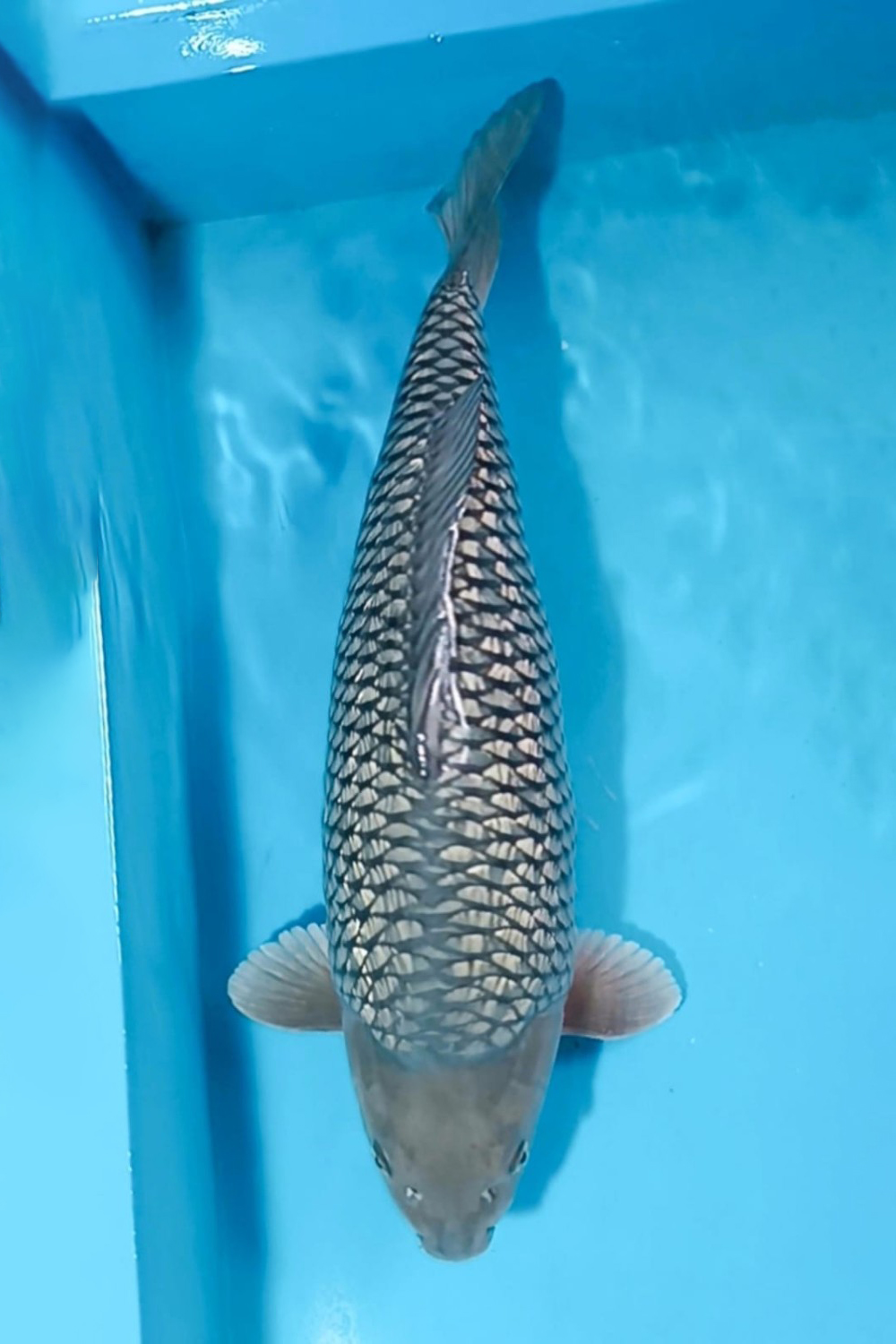 Juara 1