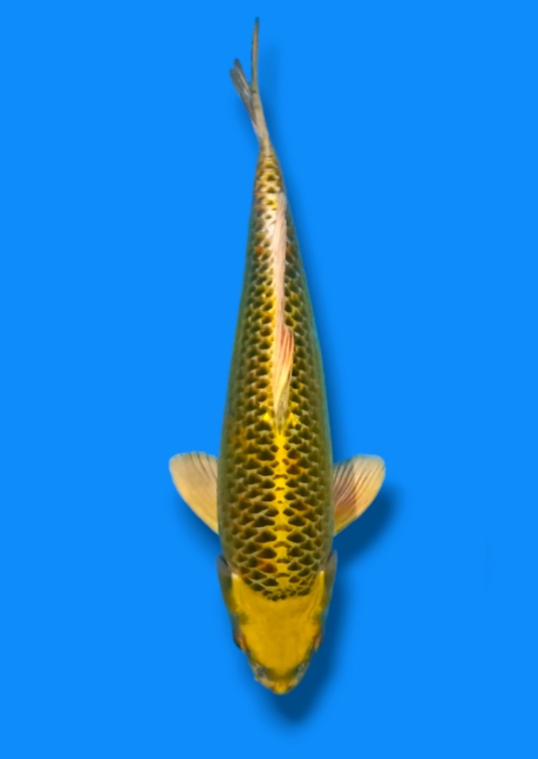 Juara 4