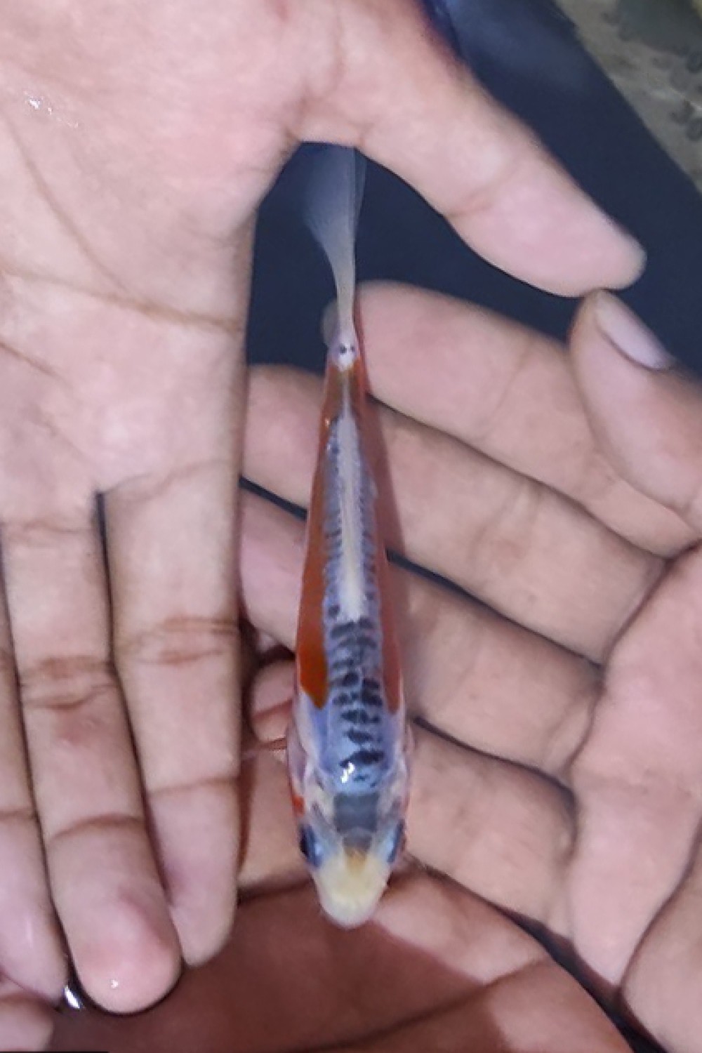 Juara 4