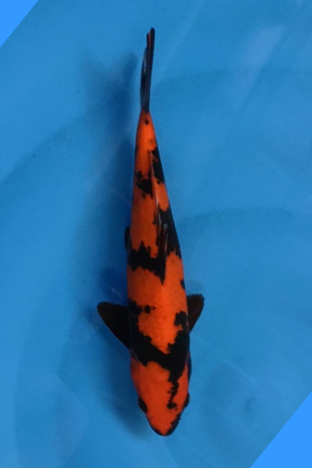 Juara 2