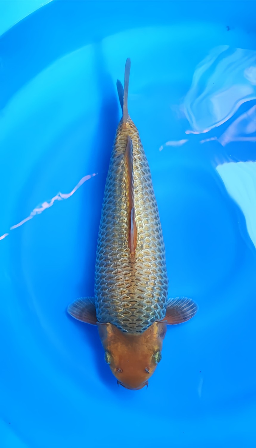 Juara 3