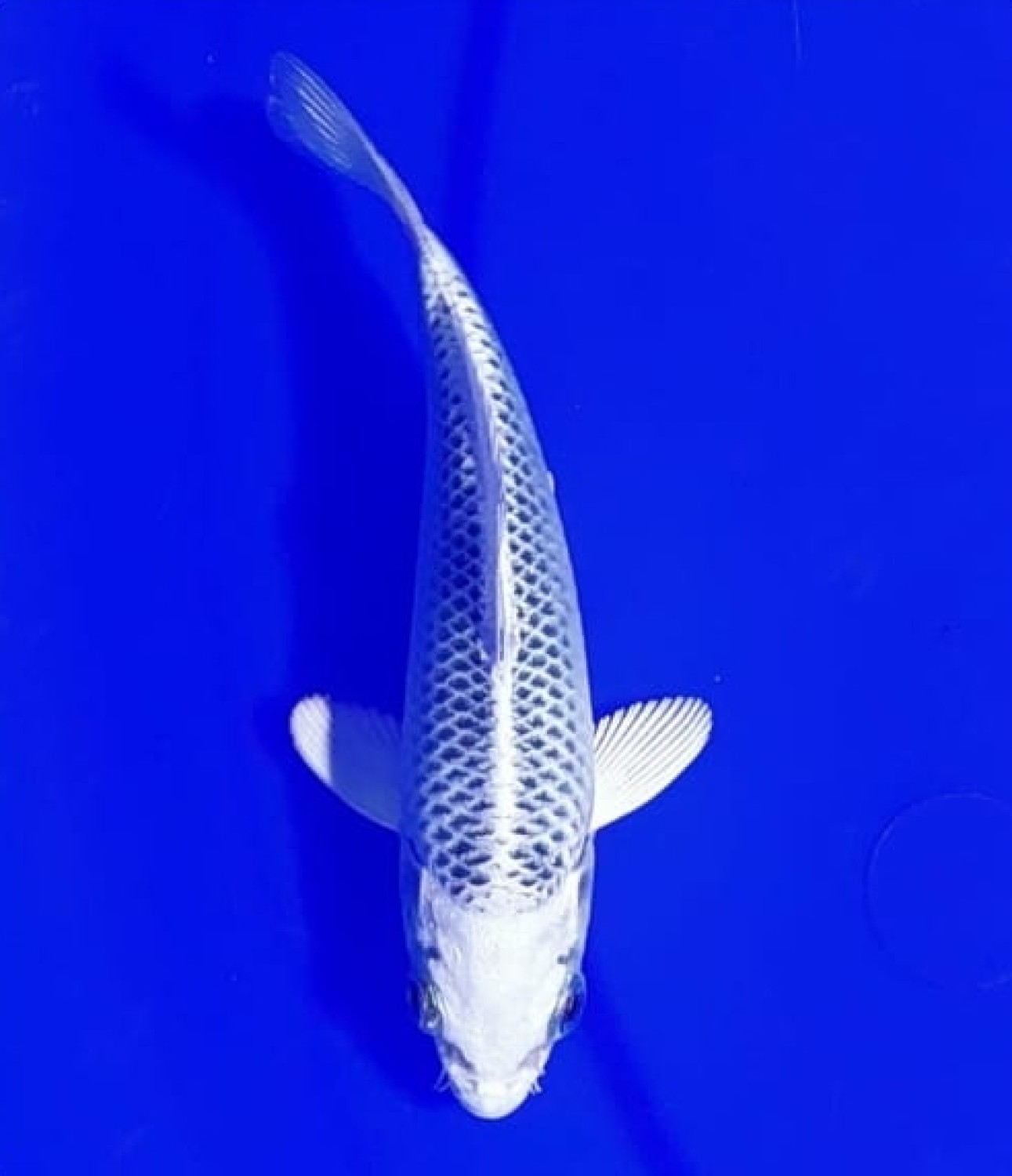 E. Kamboja Prize Up To 12 cm