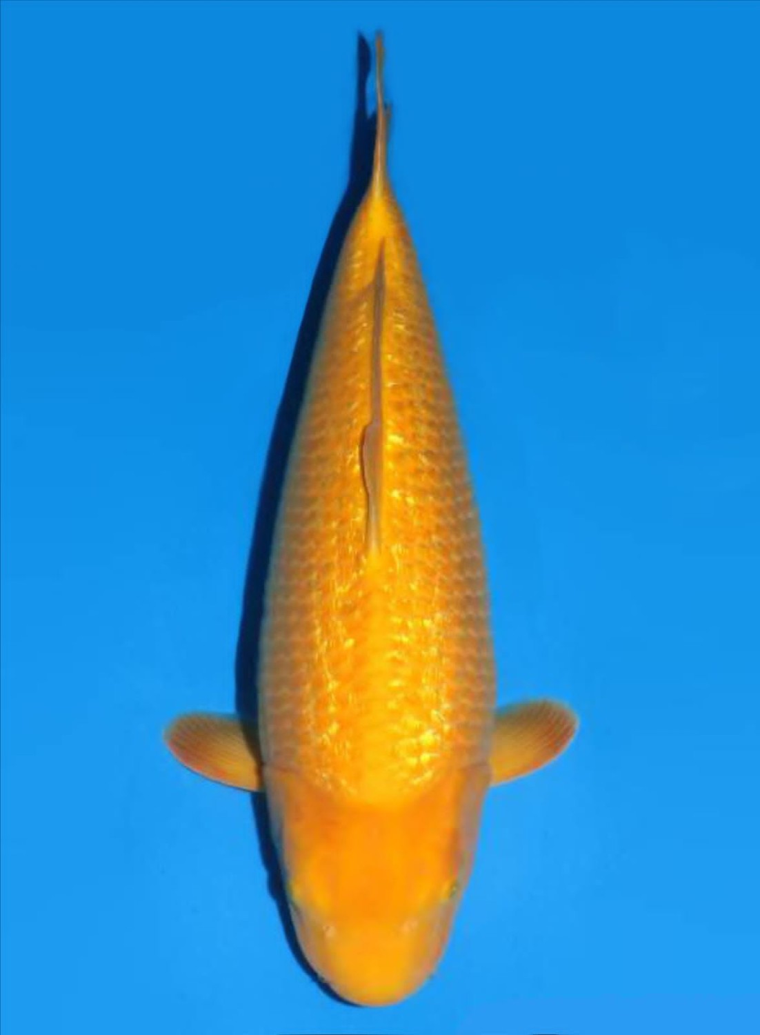 Juara 2