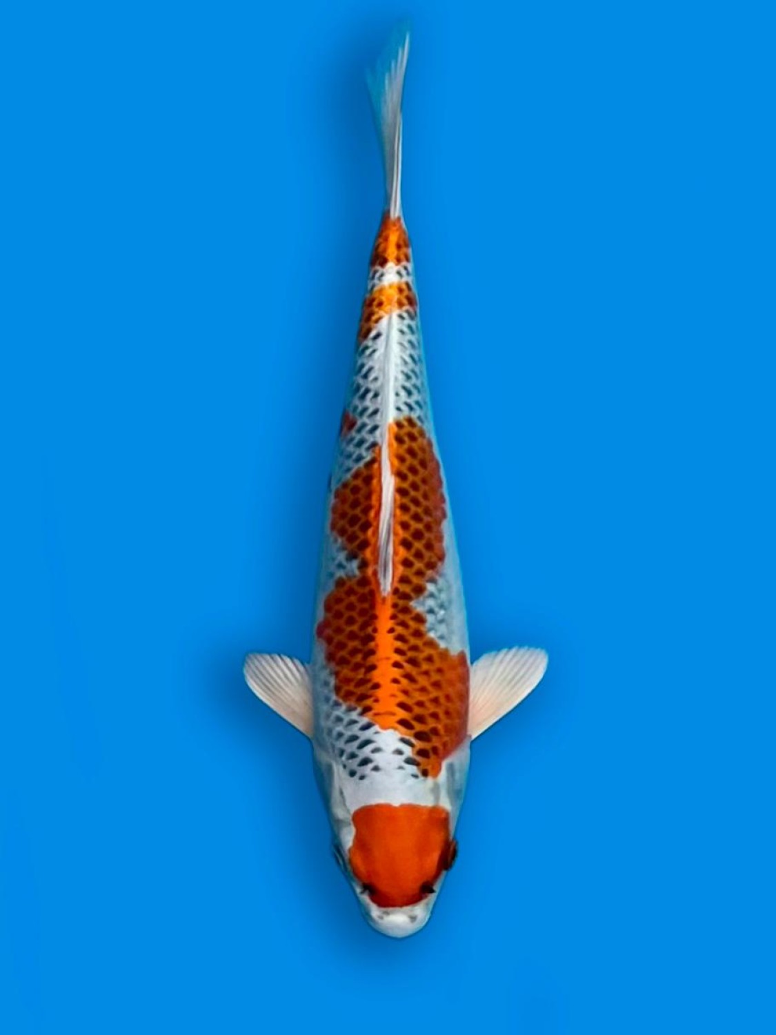Juara 2