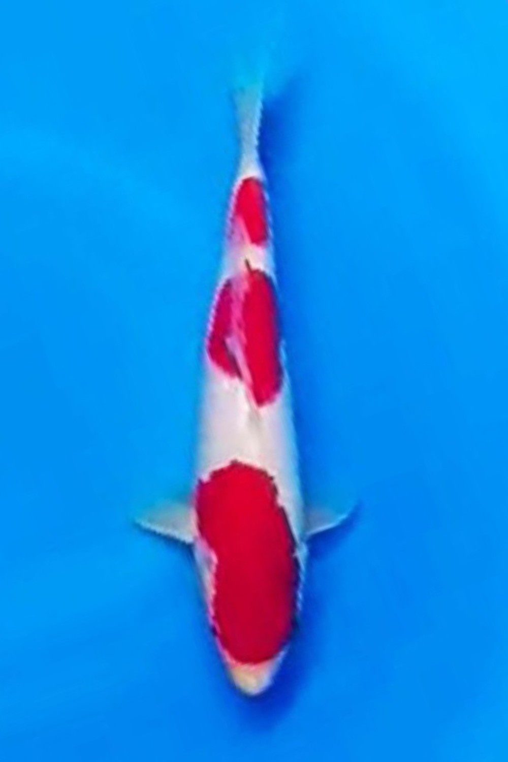 Juara 4