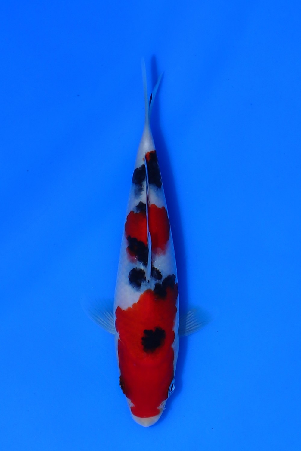 Juara 3