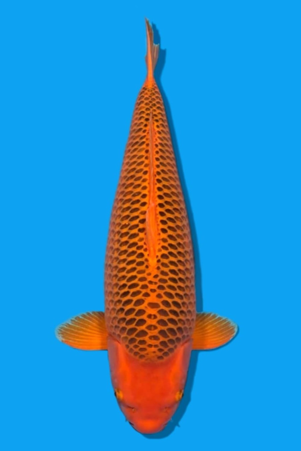 Juara 3