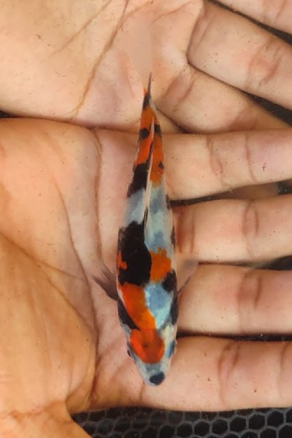 Juara 5
