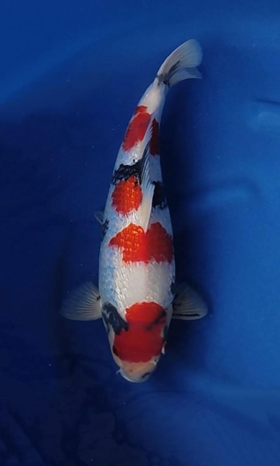 Juara 1