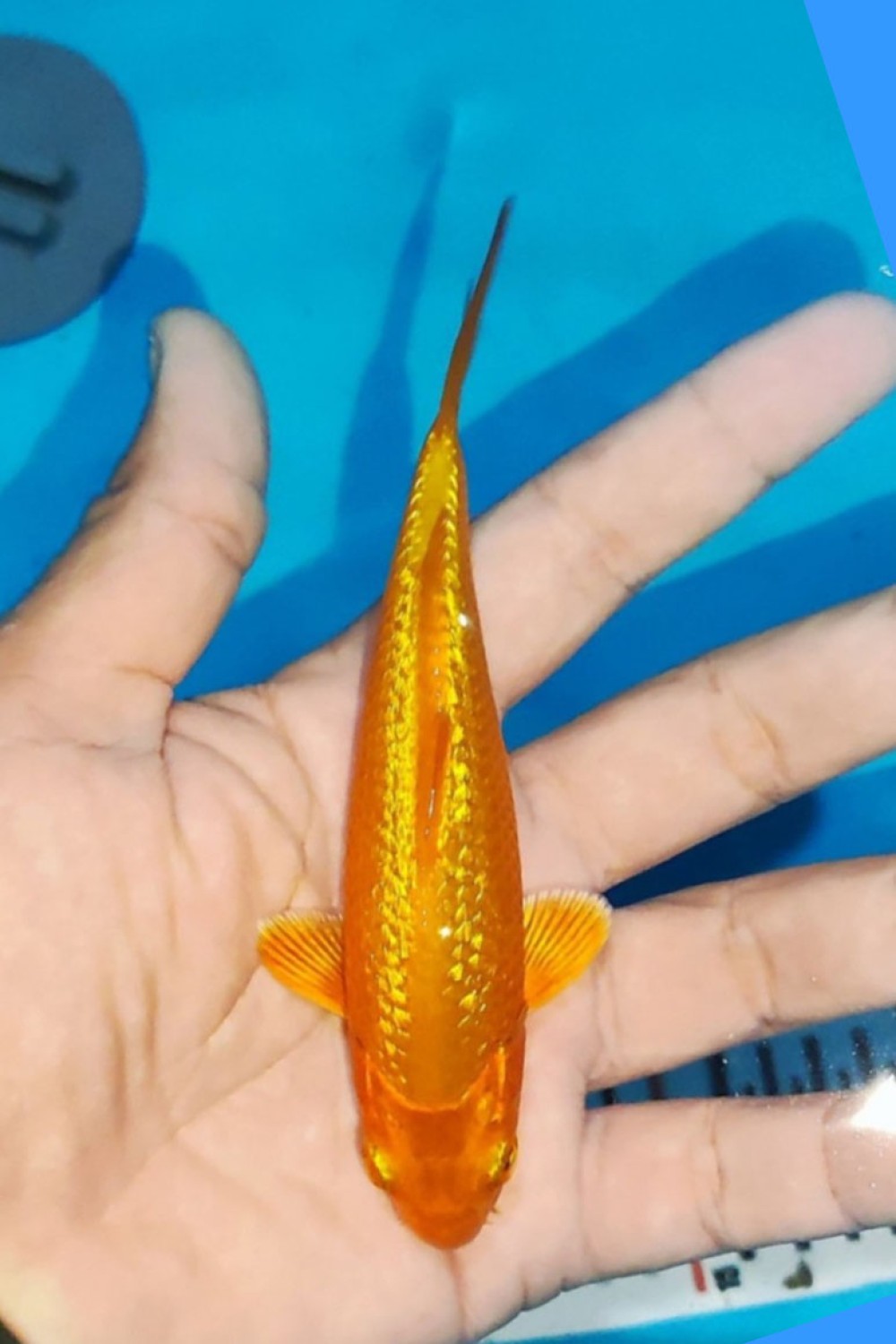 Juara 3