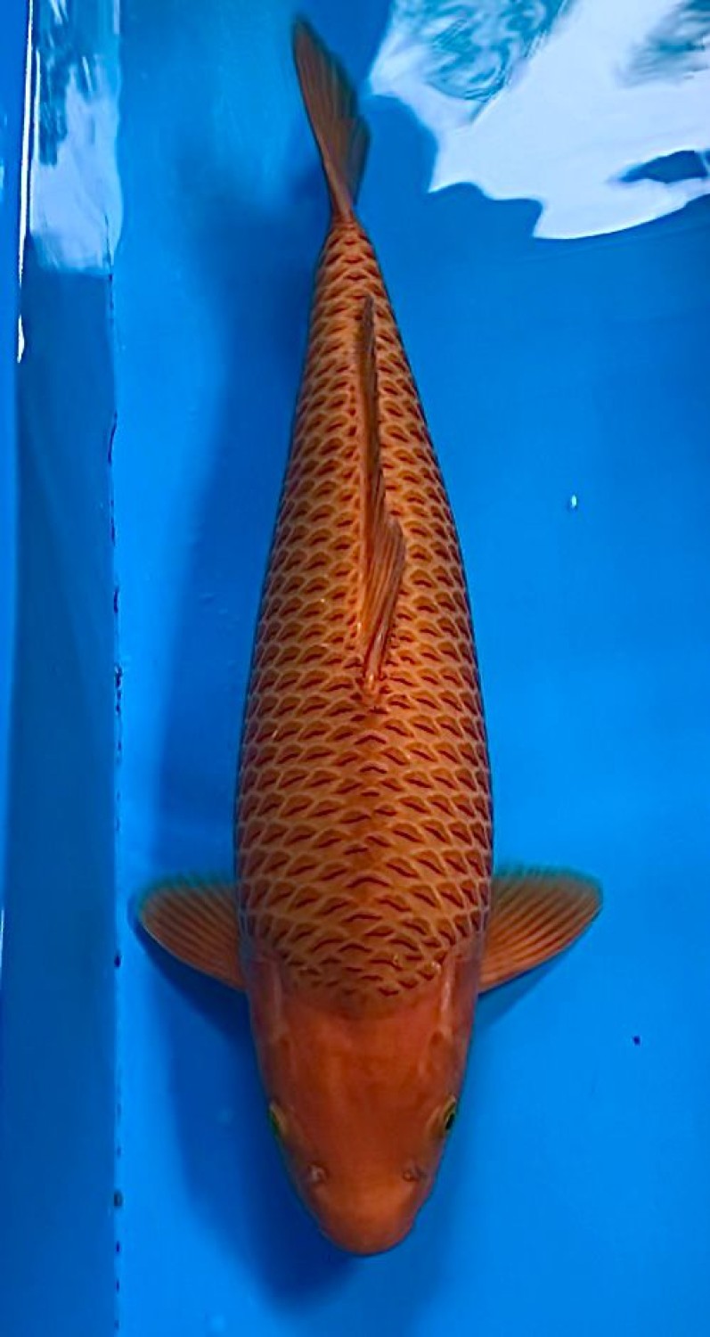 Juara 3