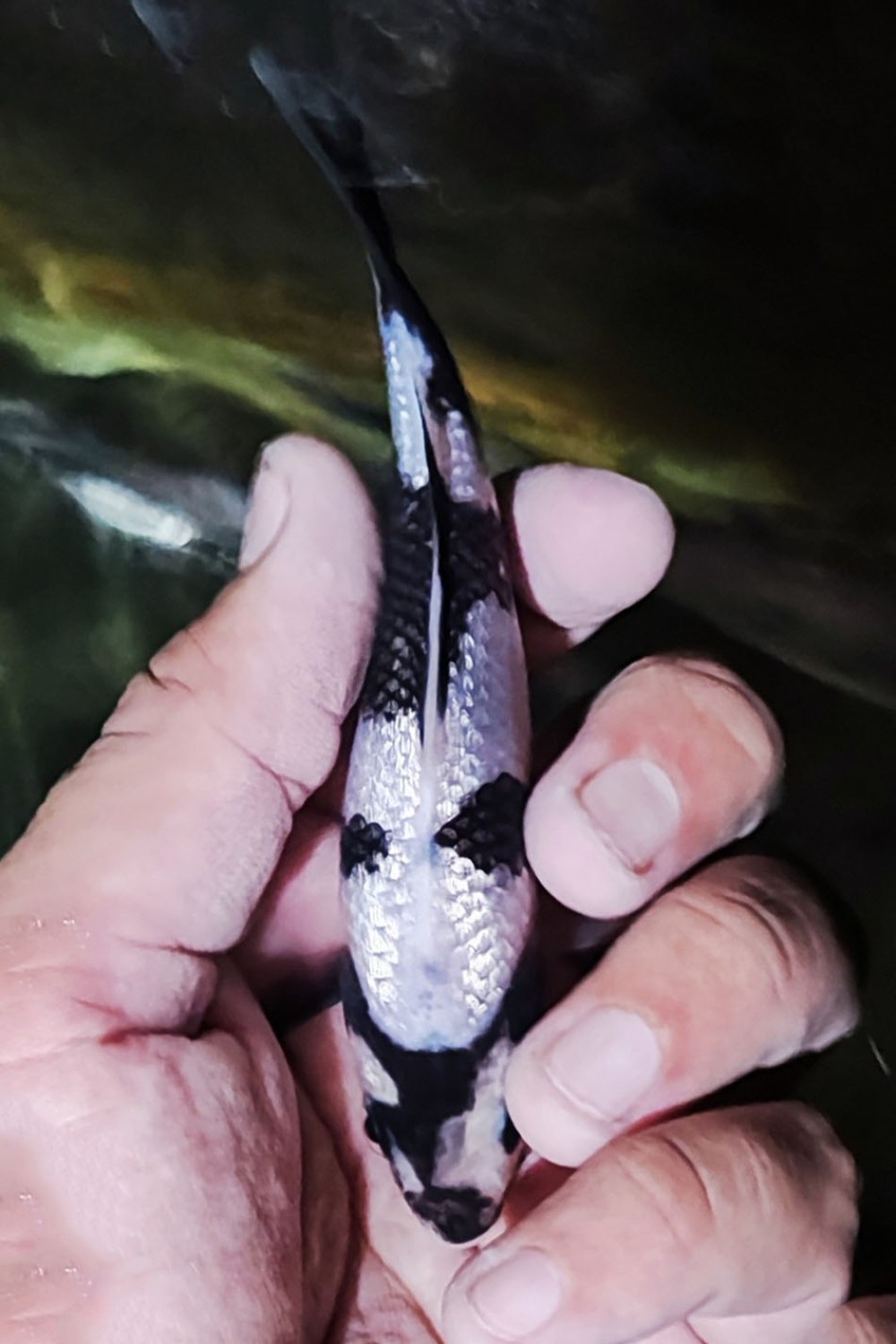 Juara 2