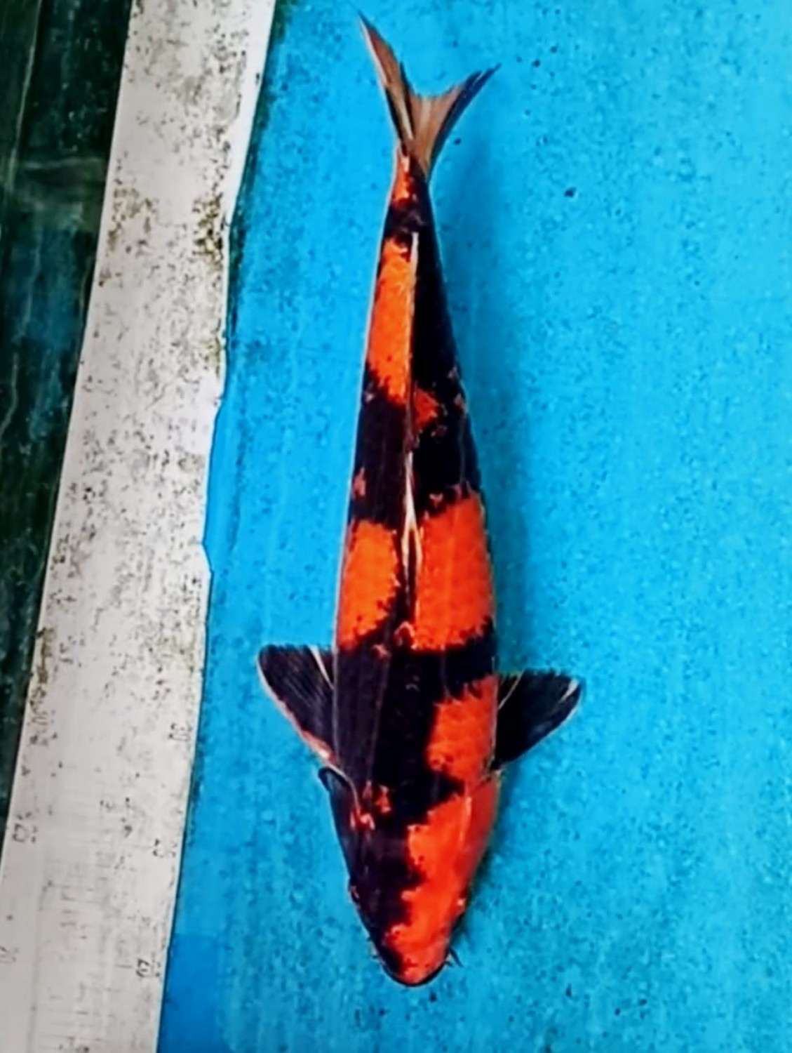 Juara 2