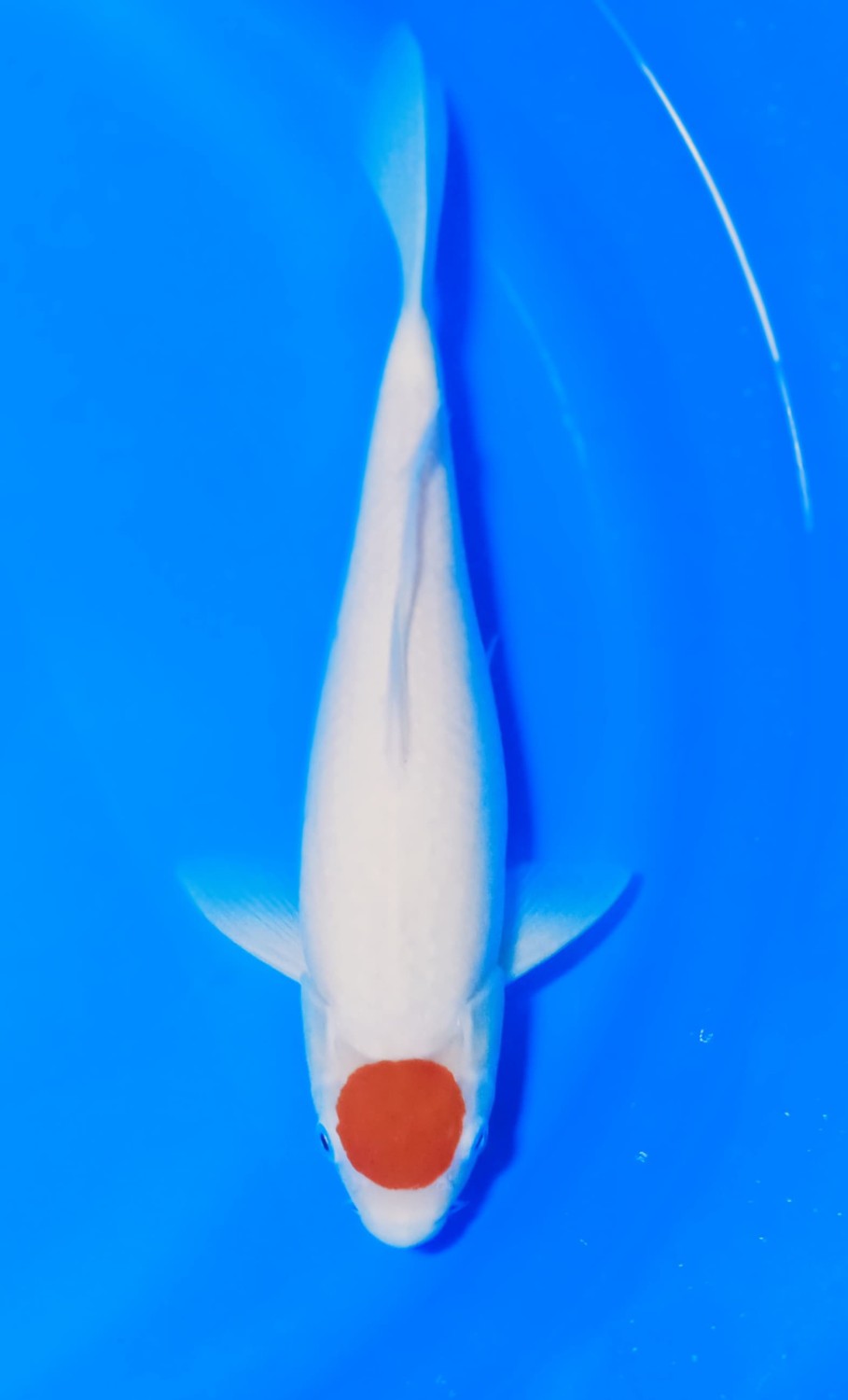 Juara 5