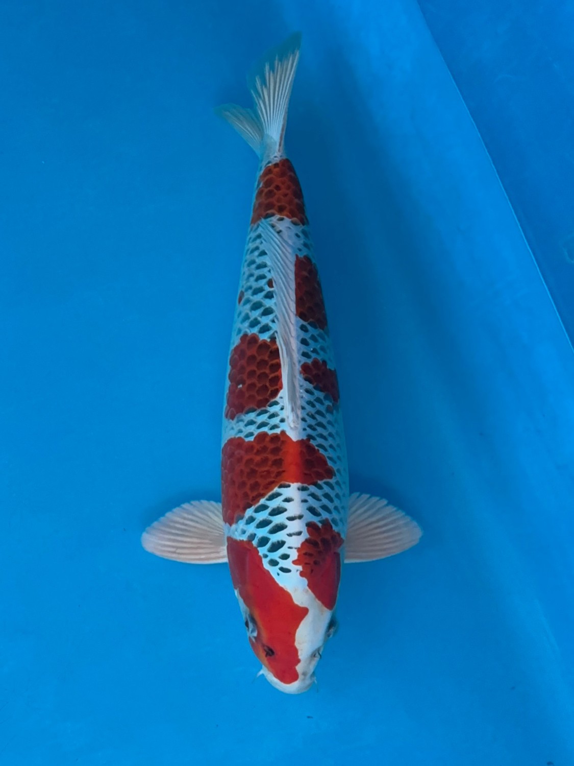 Juara 1