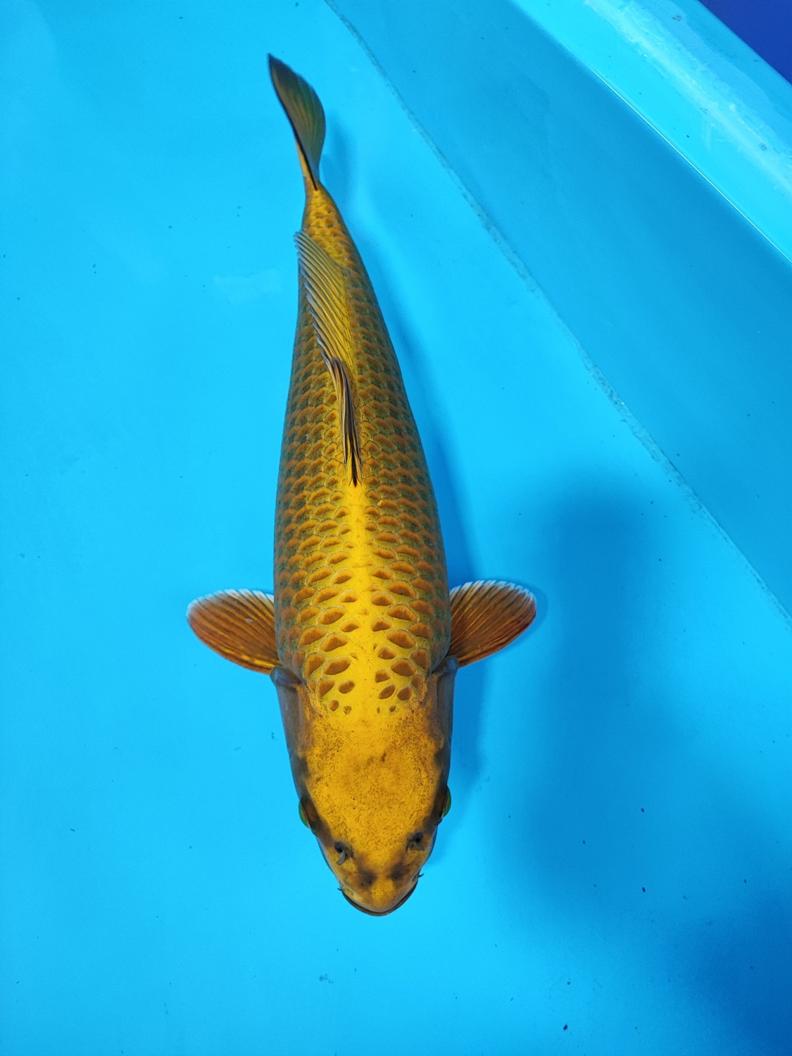 Juara 1