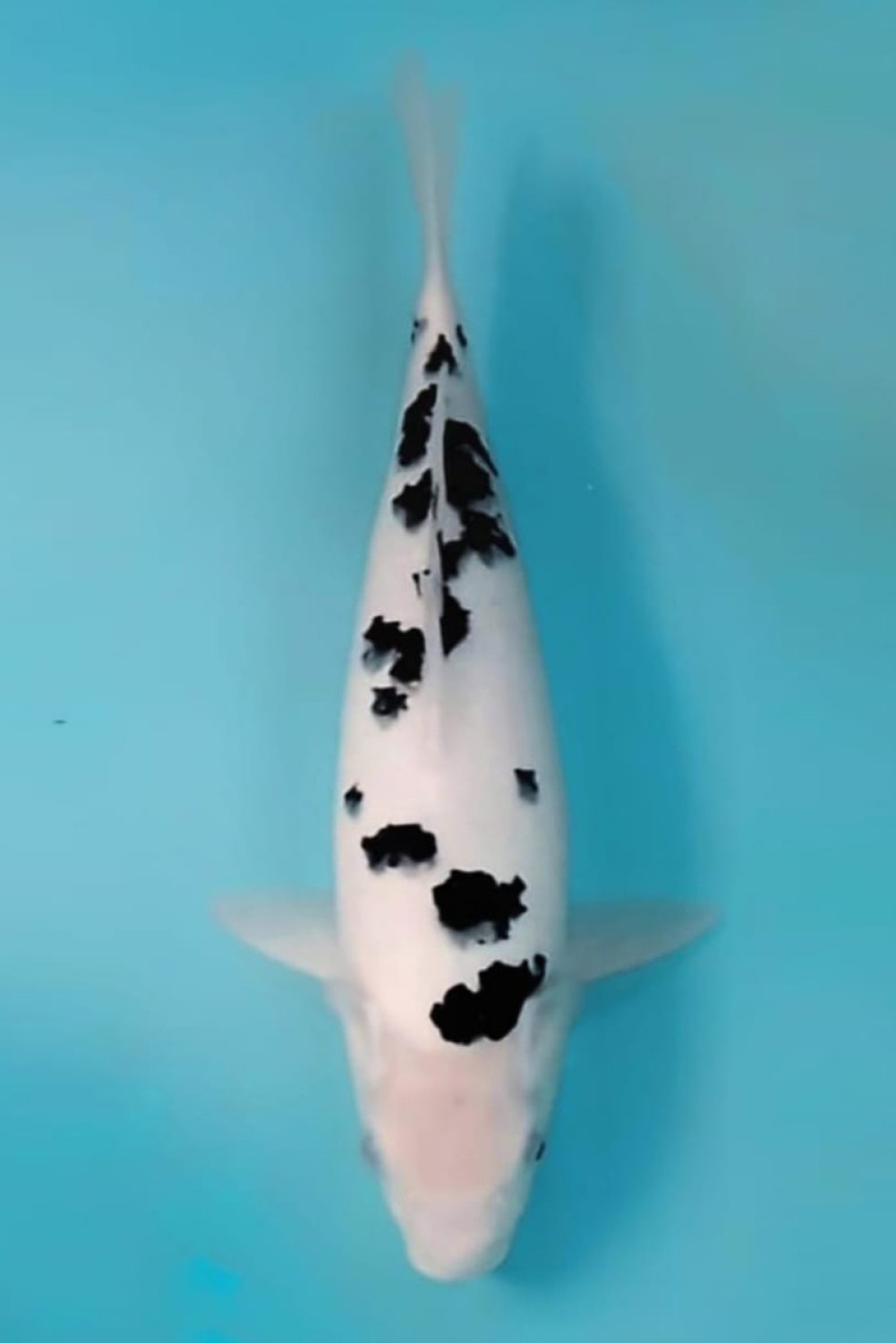D. Cempaka Prize 36 - 40 cm